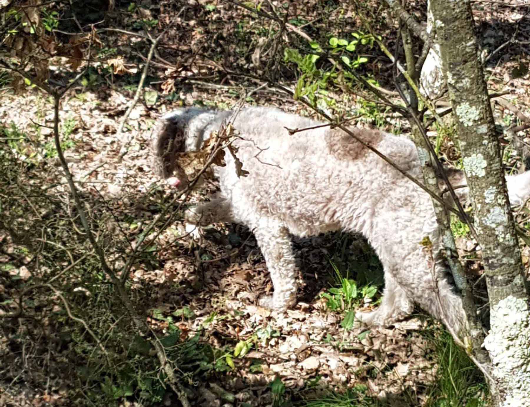 cane da tartufi, ricerca dei tartufi di san miniato cane lagotto